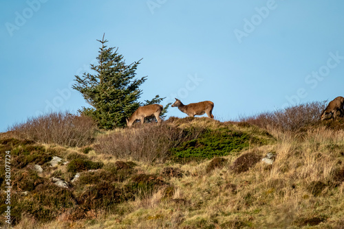 Red Deer on Castlegoland by Portnoo, County Donegal, Ireland