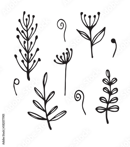 Floral elements hand drawn vector illustration, isolated on white background