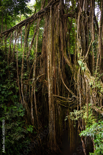 Tropical rainforest or jungle with trees and lianas