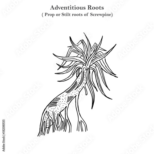 Adventitious roots, prop or stilt roots of screwpine, pandanus odoratissimus, botany concept photo