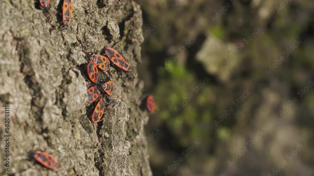 Bedbugs-soldiers (Pyrrhocoris apterus) in spring, red-black beetles, macro shot 4k Bedbugs-soldiers (Pyrrhocoris apterus) in spring, red-black beetles, macro shot 4k
