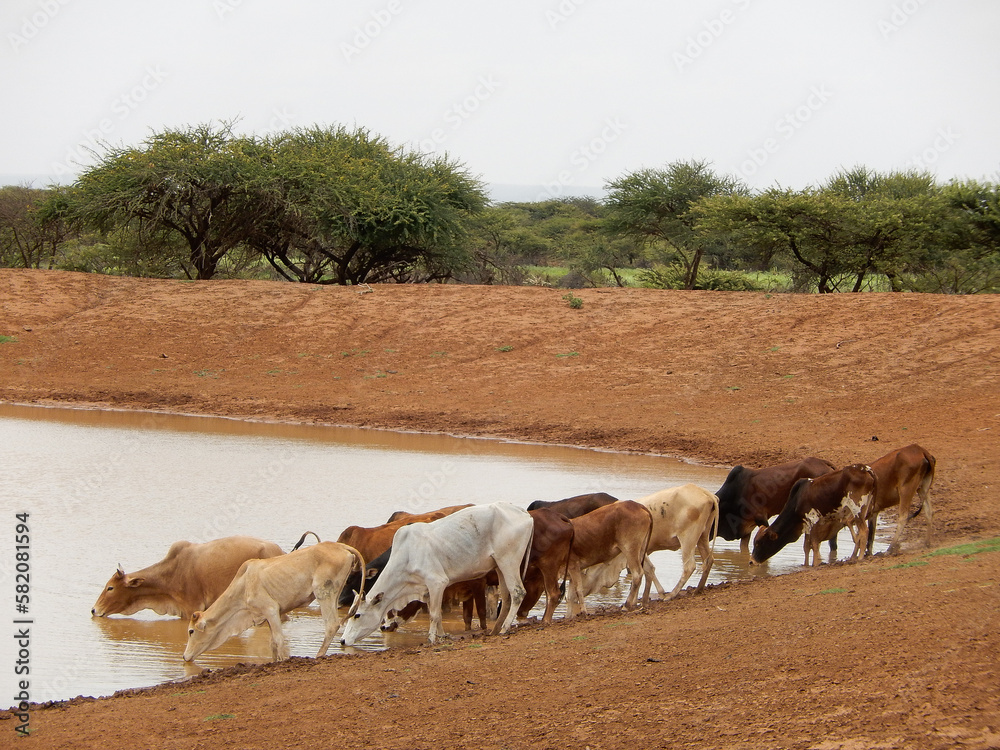 Obraz premium Herd of cattle livestock drink at remote water hole with trees sky and copy space - Somalia East Africa