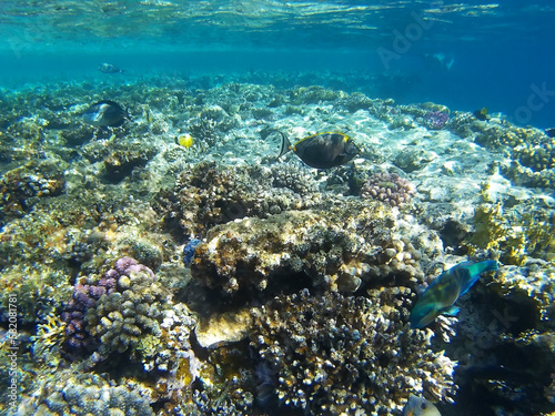Coral reef with tropical fish in the Red Sea, Sharm El Sheikh, Sinai peninsula, Africa