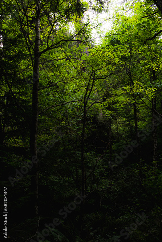 Sunlight in the Canopy