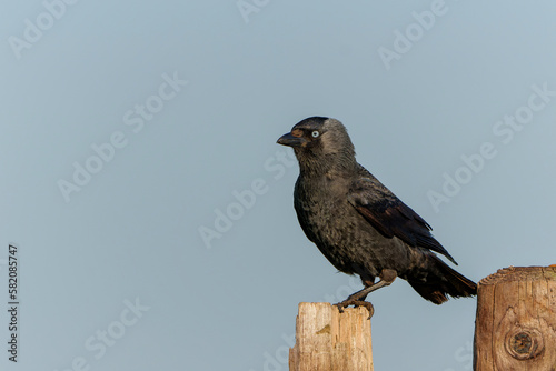 western jackdaw, also known as the Eurasian jackdaw, the European jackdaw, or simply the jackdaw (Coloeus monedula) sitting on a fench in the meadows in the Netherlands in springtime