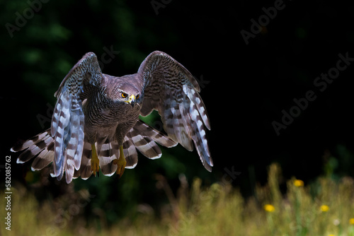 Northern goshawk (accipiter gentilis) searching for food and flying in the forest of Noord Brabant in the Netherlands