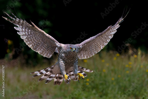 Northern goshawk (accipiter gentilis) searching for food and flying in the forest of Noord Brabant in the Netherlands