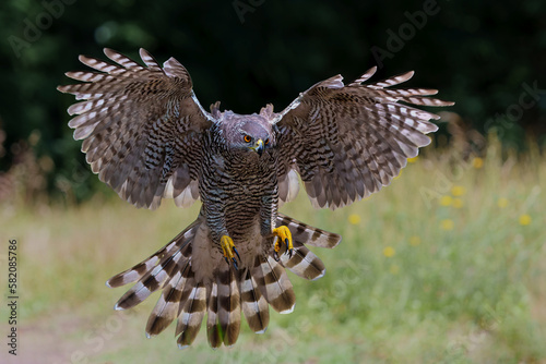 Northern goshawk (accipiter gentilis) searching for food and flying in the forest of Noord Brabant in the Netherlands