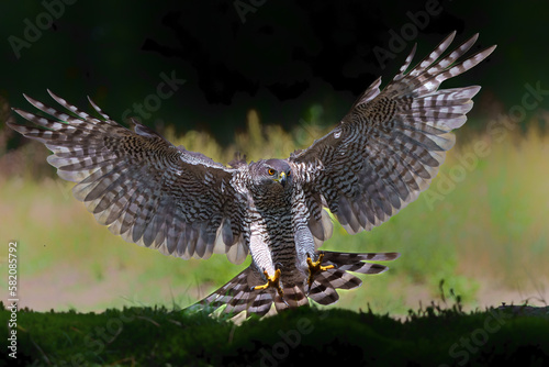 Northern goshawk (accipiter gentilis) searching for food and flying in the forest of Noord Brabant in the Netherlands photo
