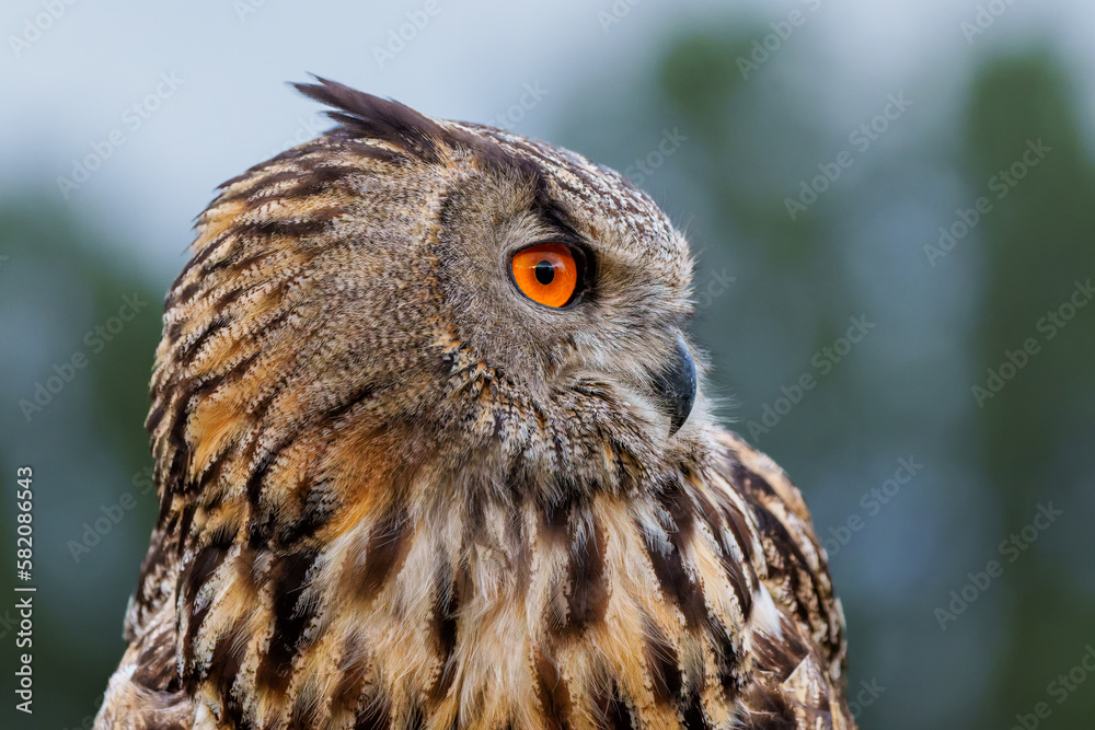 Fototapeta premium Portrait of an European Eagle Owl (Bubo bubo) in Gelderland in the Netherlands.