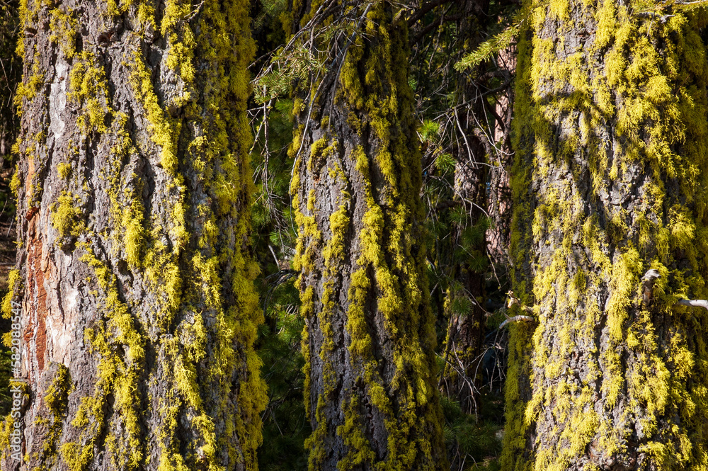 Obraz premium Green Bark on Pines at Lassen Volcanic National Park