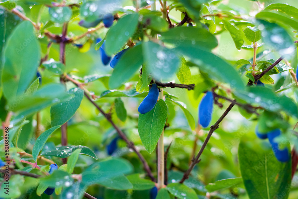 Obraz premium Honeysuckle branch with blue ripe berries. Beautiful drops after the rain.