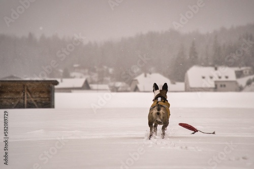 Hund spielt im Schnee