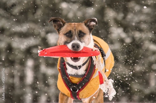 Hundeporträt im Schnee