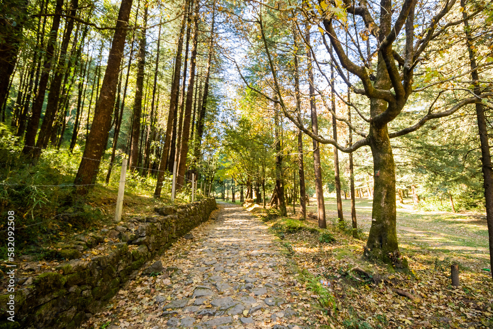 Forest path to Dorothy's Seat in Nainital