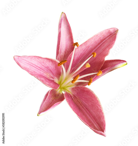 Coral lily flower isolated on white or transparent background. Top view.