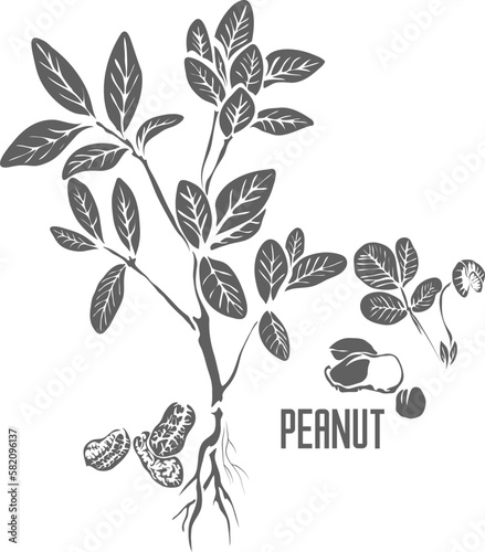 Peanut leafs and nuts vector silhouette. Arachis hypogaea plant medicinal outline. Set of Peanut in Line for pharmaceuticals and cooking.