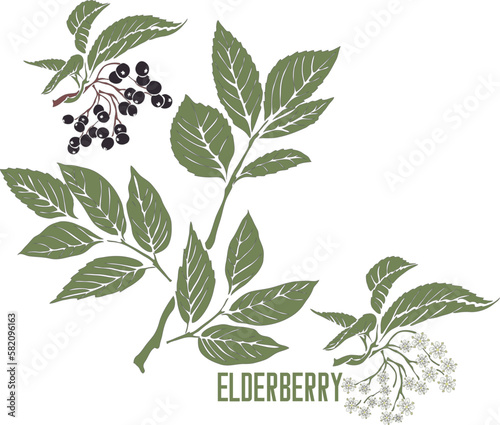 Elderberry plant in color vector silhouette. Sambuci nigrae flores medicinal outline. Set of Black Elderberry flowers and fruits in color image for pharmaceuticals and cooking.