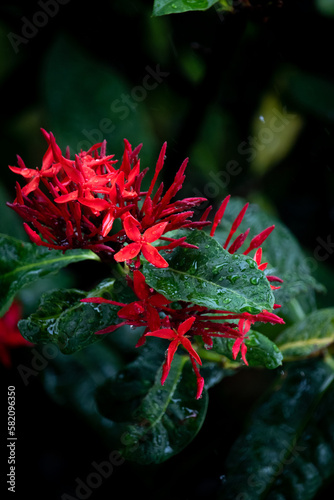 비가온후 피어난 빨간 꽃