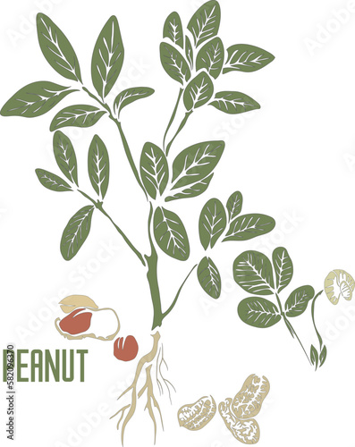 Peanut plant in color vector silhouette. Arachis hypogaea plant medicinal outline. Set of Peanut in color image for pharmaceuticals and cooking.
