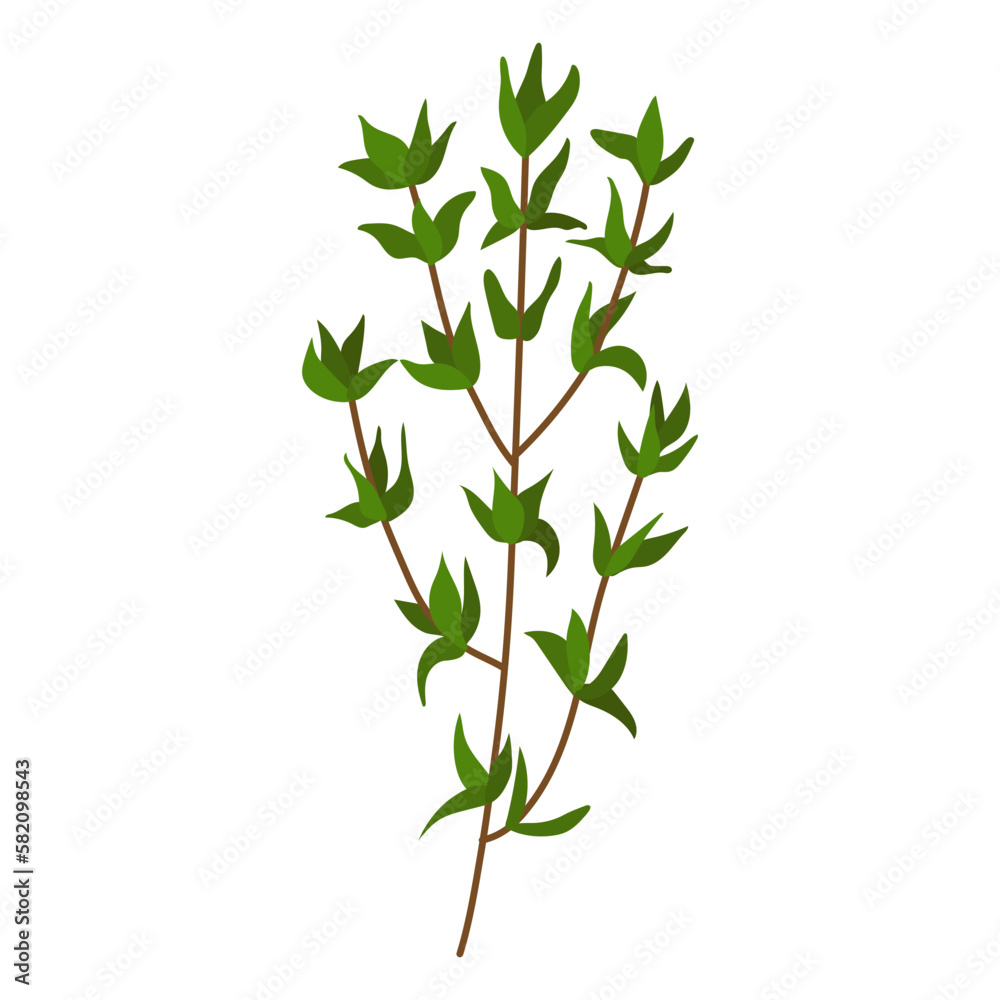 Fototapeta premium A sprig of thyme. Vector illustration on a white background