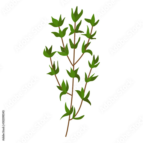 A sprig of thyme. Vector illustration on a white background