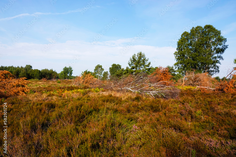 Sielmanns Naturlandschaft in der Kyritz-Ruppiner Heide