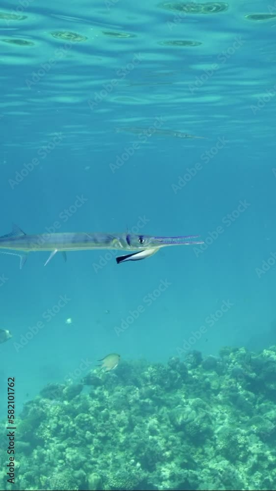 Vertical video,  Needlefish or Garfish floats with opens mouth, cleaner fish clean them of parasites in blue water on sunny day in bright sunrays, Slow motion. 