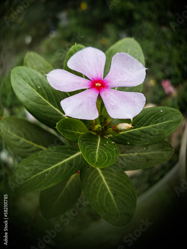 the beautiful nayantara flower, and netural beauti  photo