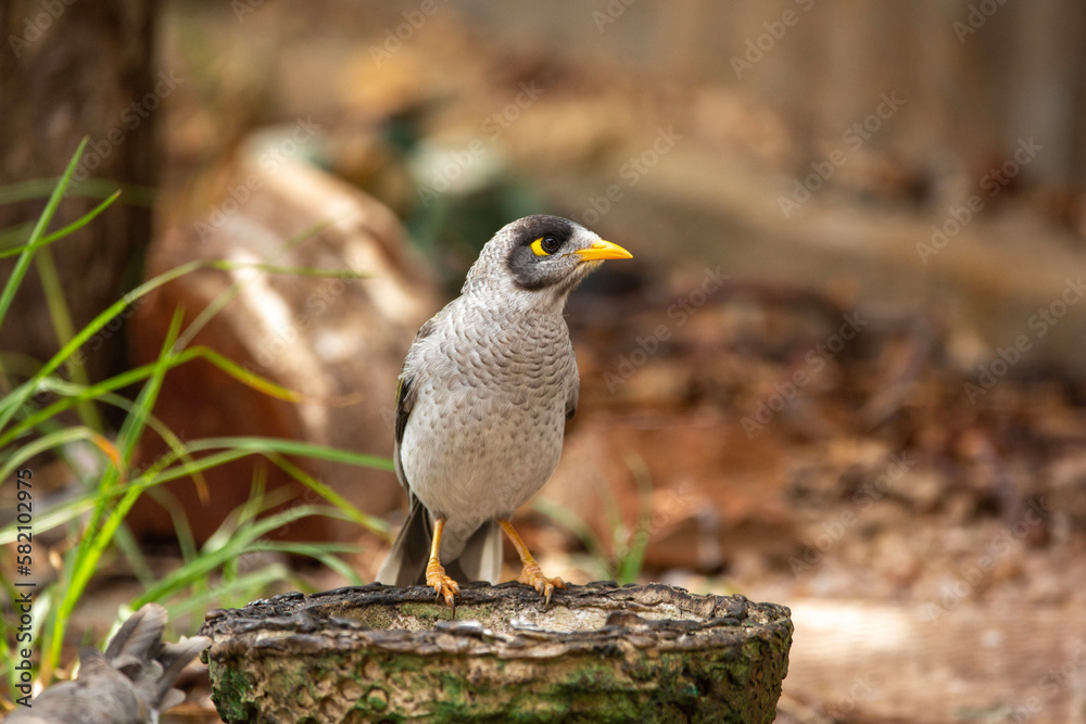 Fototapeta premium closeup of an australian noisy miner bird outdoors