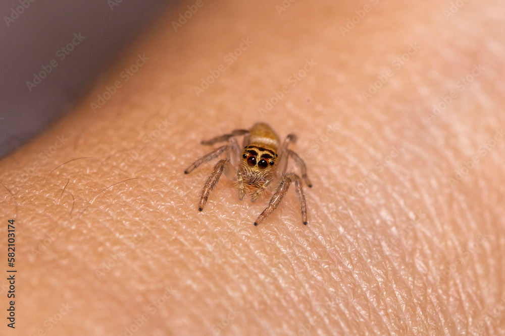 Obraz premium close-up macro shot of a small jumping spider on human arm