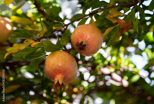 pomegranate tree during the months of summer in Adelaide, South Australia