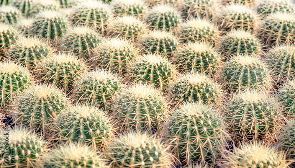 cactus texture on garden cactus texture on garden