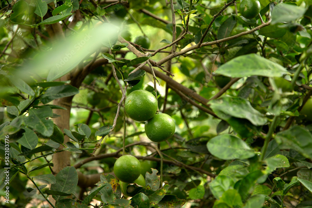 Fototapeta premium fresh green lime on tree for herb food nature concept
