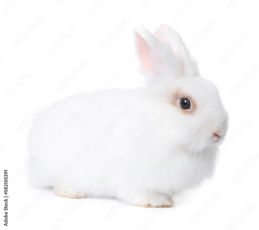 Fluffy rabbit on white background. Cute pet Fluffy rabbit on white background. Cute pet