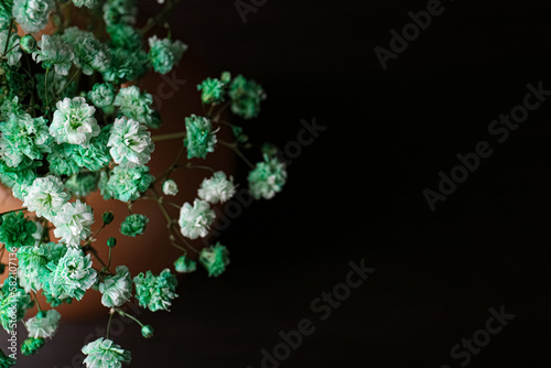 Beautiful dyed gypsophila flowers in vase on black background, closeup. Space for text