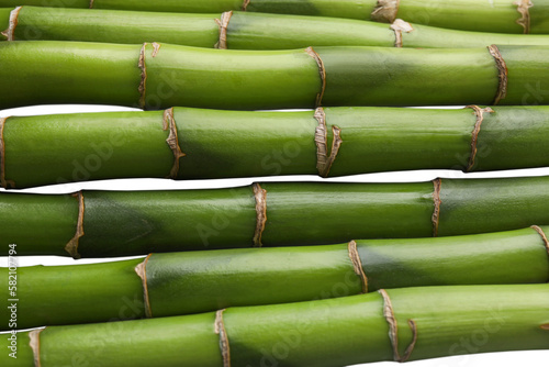 Beautiful green bamboo stems as background, closeup