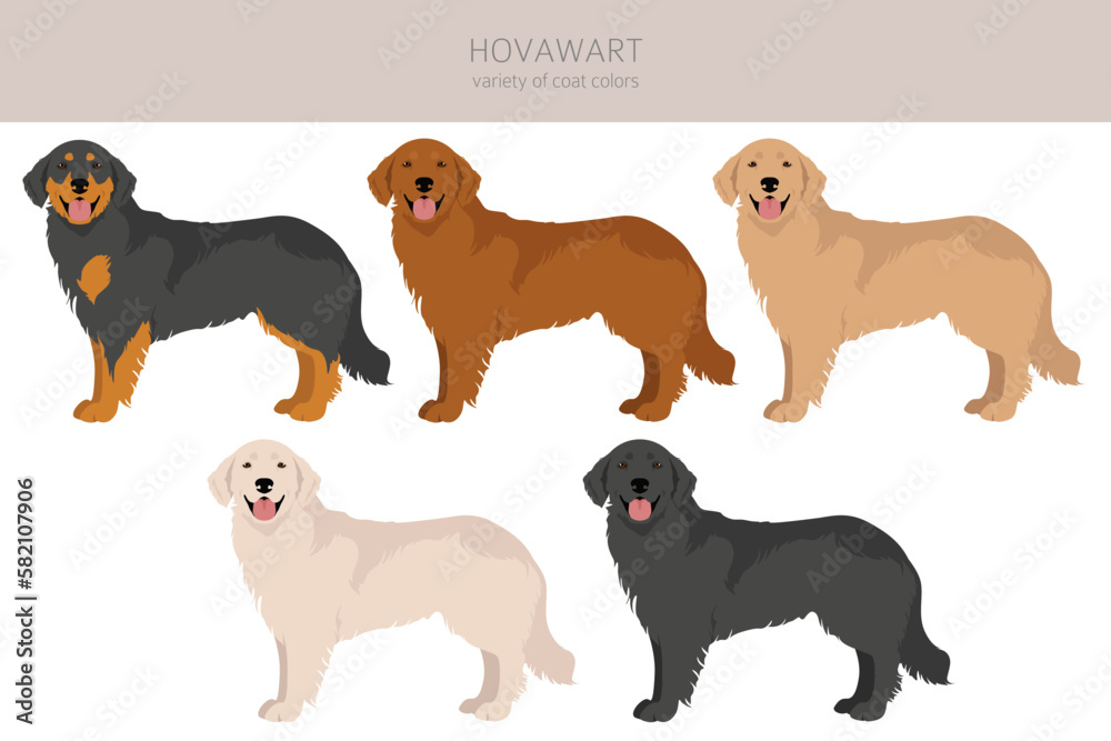 Hovawart dog clipart. Different poses, coat colors set