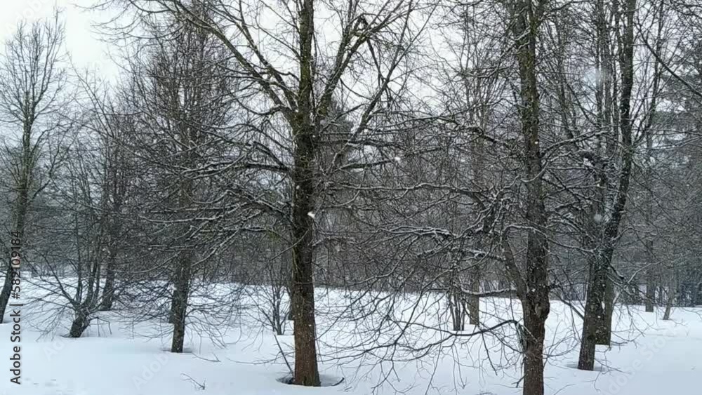 snowfall in the park with trees on which snow settles snowfall in the park with trees on which snow settles
