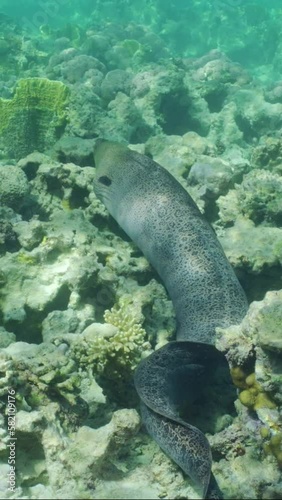 Vertical video, Top view, Giant moray eel (Gymnothorax javanicus) swiming on top of shallow coral reef on daytime in brightly sun rays, Slow motion photo