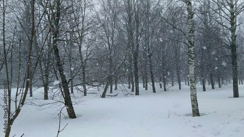 snowfall in the park with trees on which snow settles. snowfall in the park with trees on which snow settles.