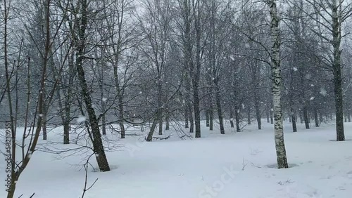 snowfall in the park with trees on which snow settles.