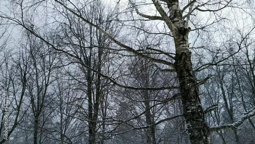 snowfall in the park with trees on which snow settles.