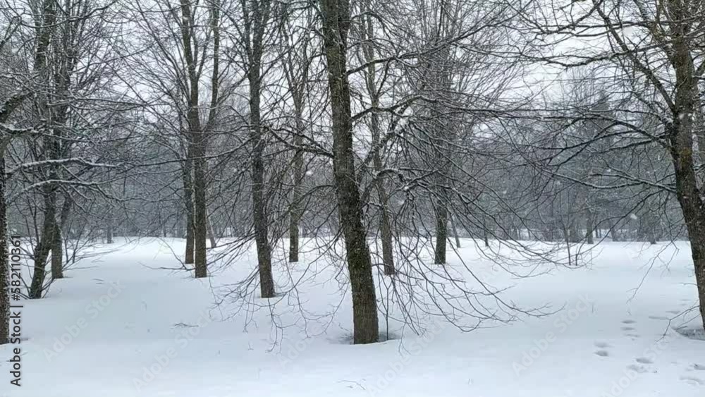 snowfall in the park with trees on which snow settles. snowfall in the park with trees on which snow settles.