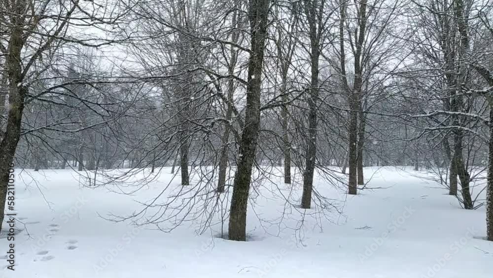 snowfall in the park with trees on which snow settles. snowfall in the park with trees on which snow settles.