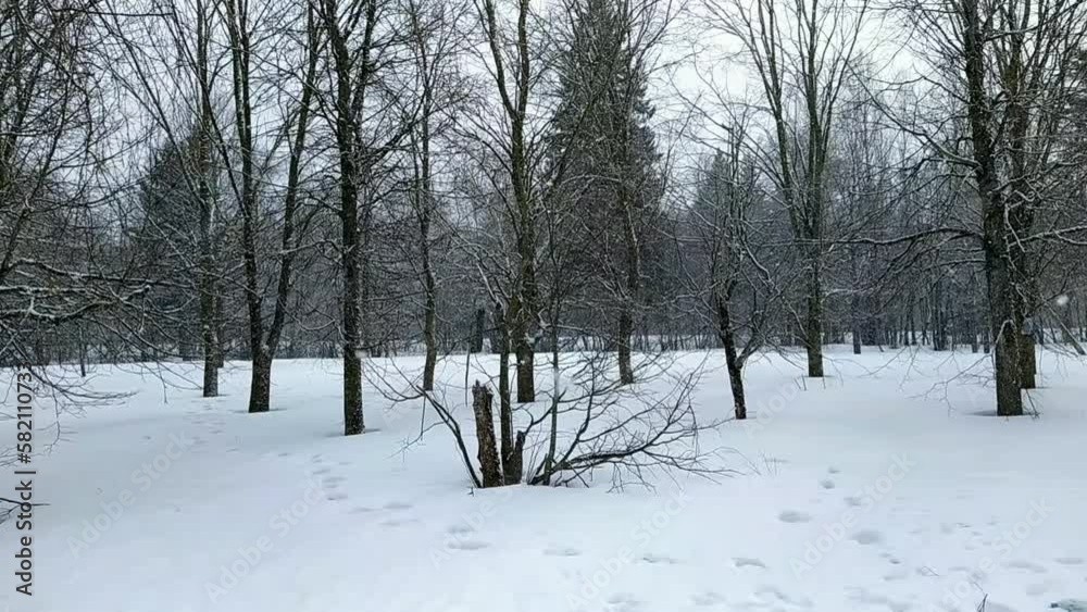 snowfall in the park with trees on which snow settles. snowfall in the park with trees on which snow settles.