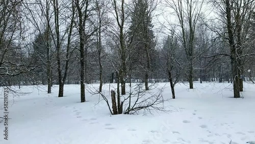 snowfall in the park with trees on which snow settles.