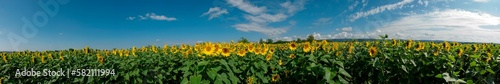 Sunflower field in the afternoon. Panorama of beautiful nature landscape. Farm field idyllic scene © mikhailgrytsiv