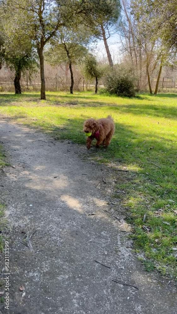 vertical video of toy poodle jumping with a ball in a public park vertical video of toy poodle jumping with a ball in a public park
