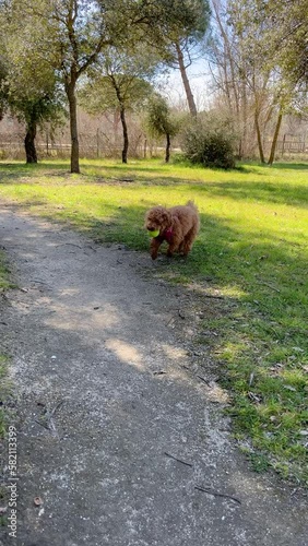 vertical video of toy poodle jumping  with a  ball in a public park